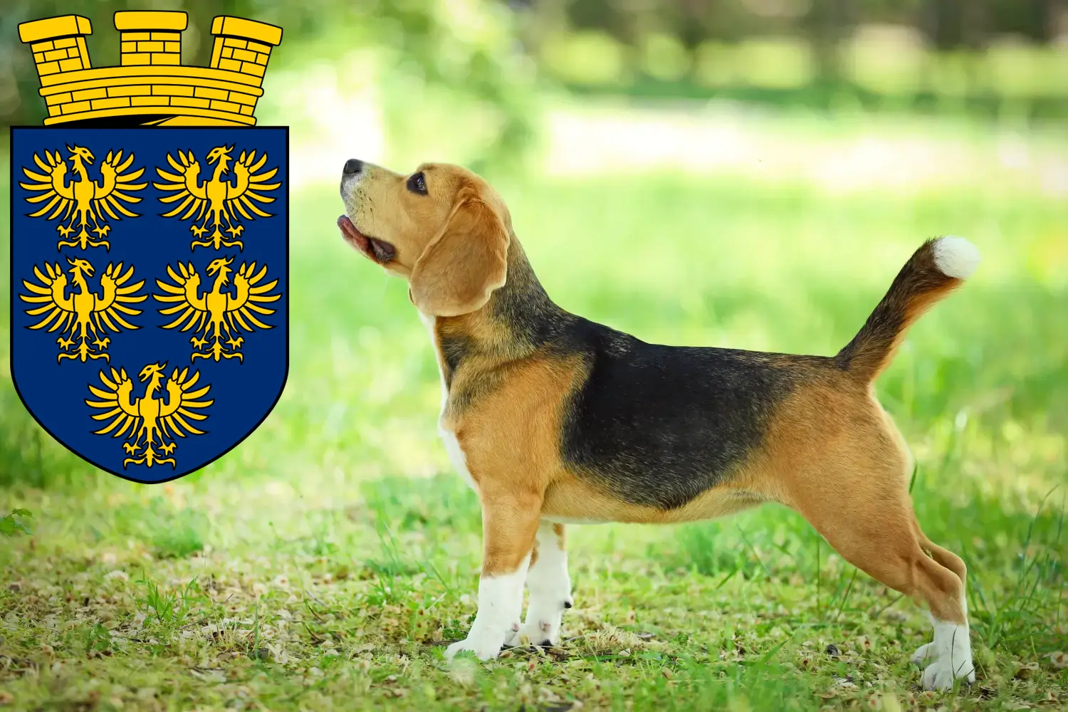 Beagle Welpen und Züchter Niederösterreich Hier findest Du Beagle Züchter in Niederösterreich.