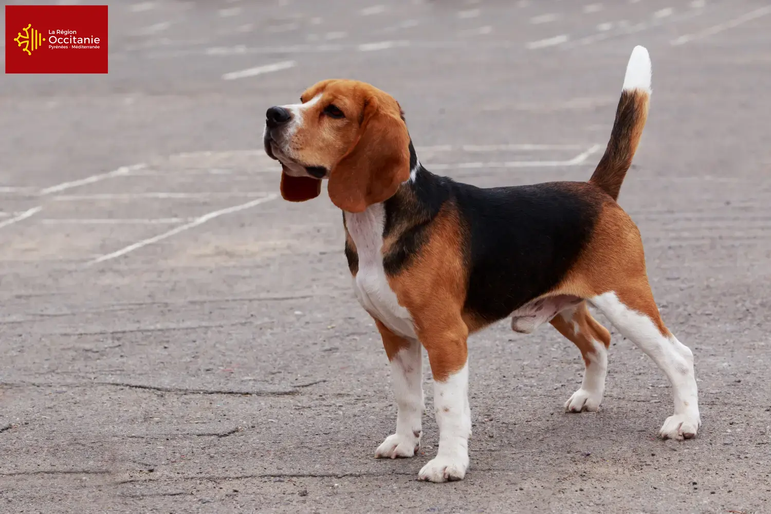 Beagle Welpen und Züchter Okzitanien Hier findest Du Beagle Züchter in Okzitanien.