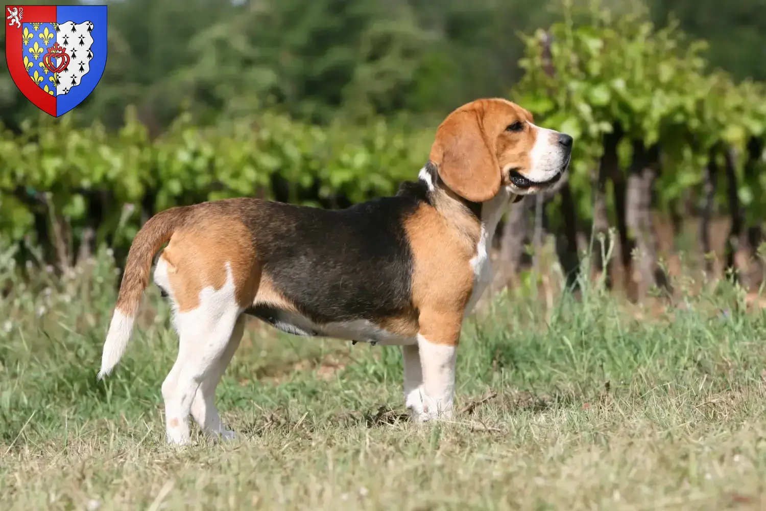 Beagle Welpen und Züchter Pays de la Loire Hier findest Du Beagle Züchter in Pays de la Loire.