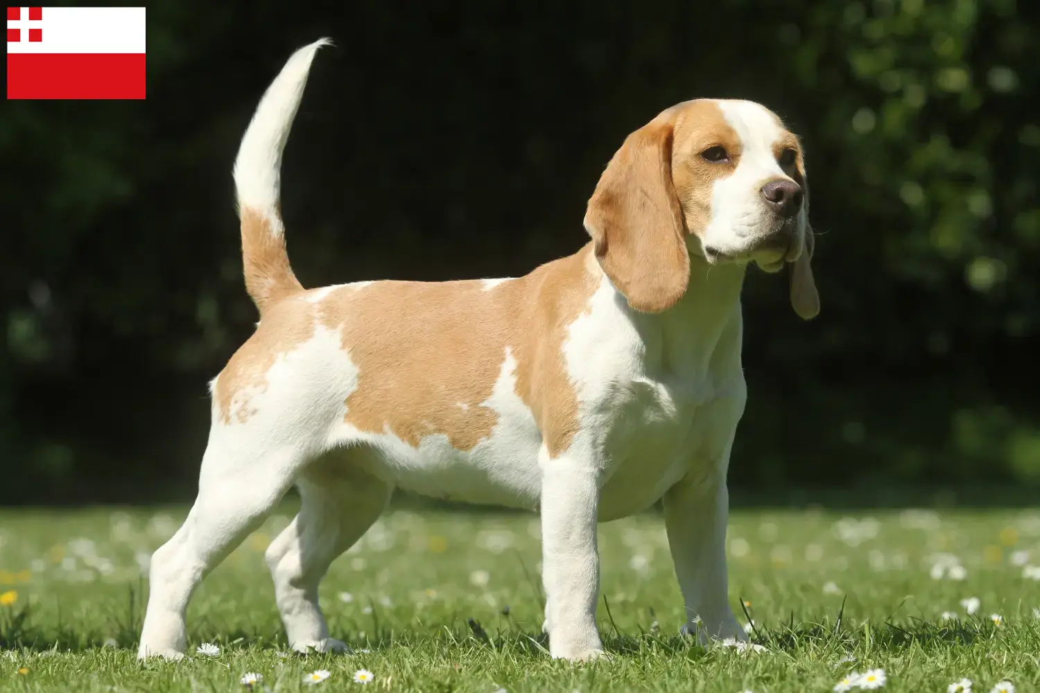 Beagle Welpen und Züchter Utrecht Hier findest Du Beagle Züchter in Utrecht.