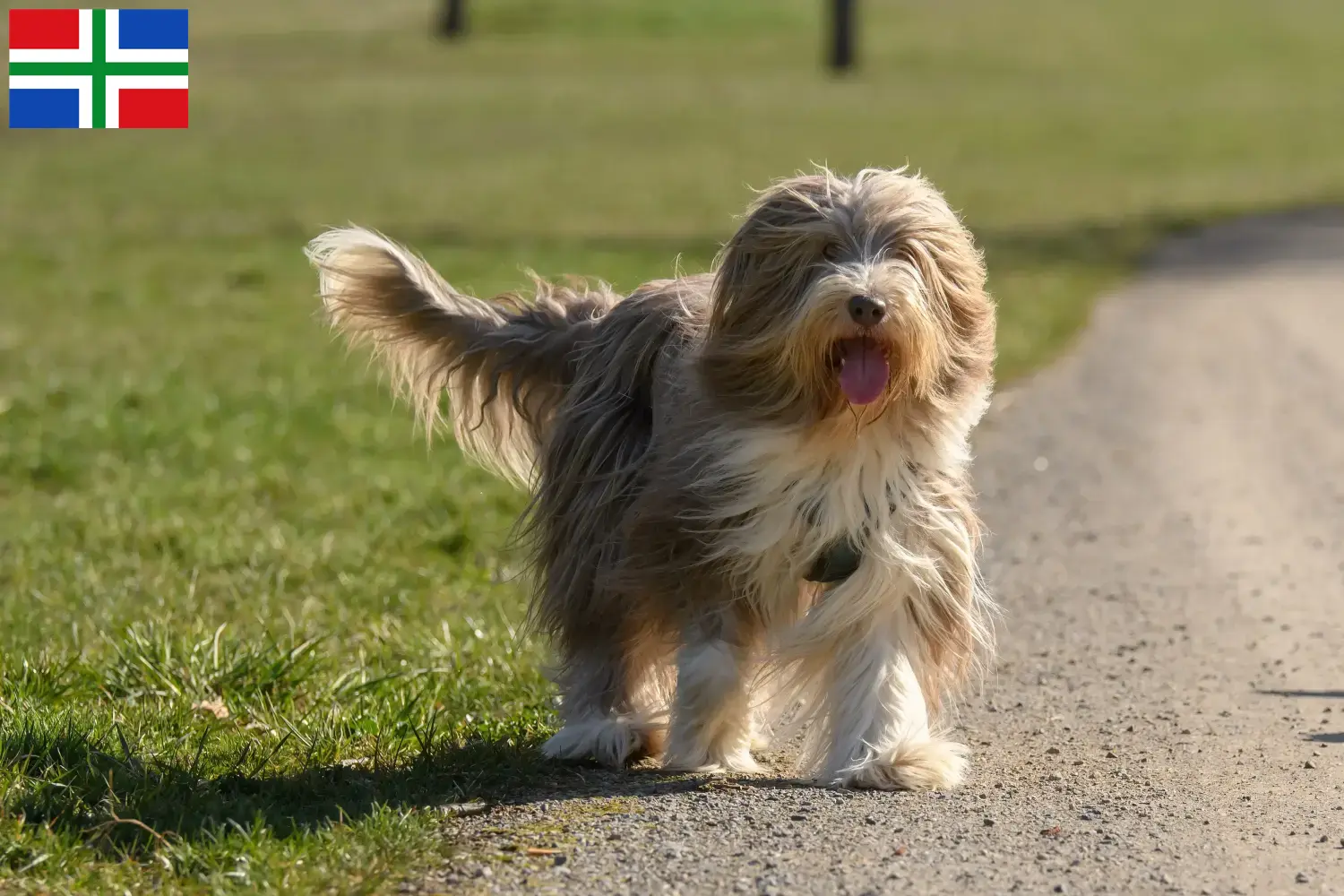 Bearded Collie Welpen und Züchter Groningen Hier findest Du Bearded Collies Züchter in Groningen.
