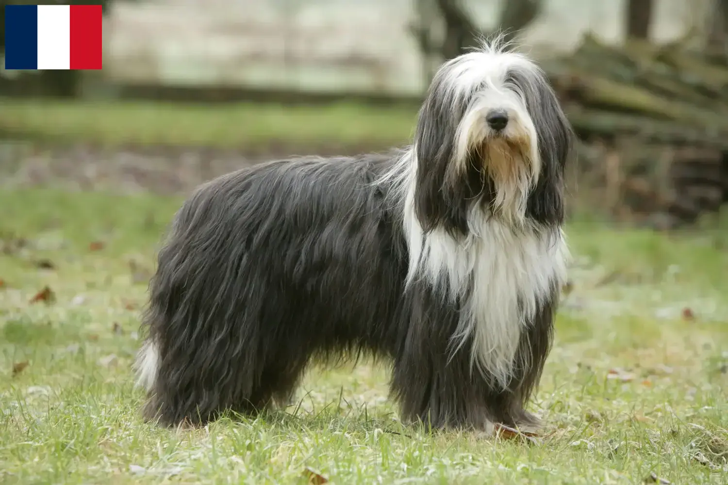 Bearded Collie Welpen und Züchter Réunion Hier findest Du Bearded Collies Züchter auf Réunion.