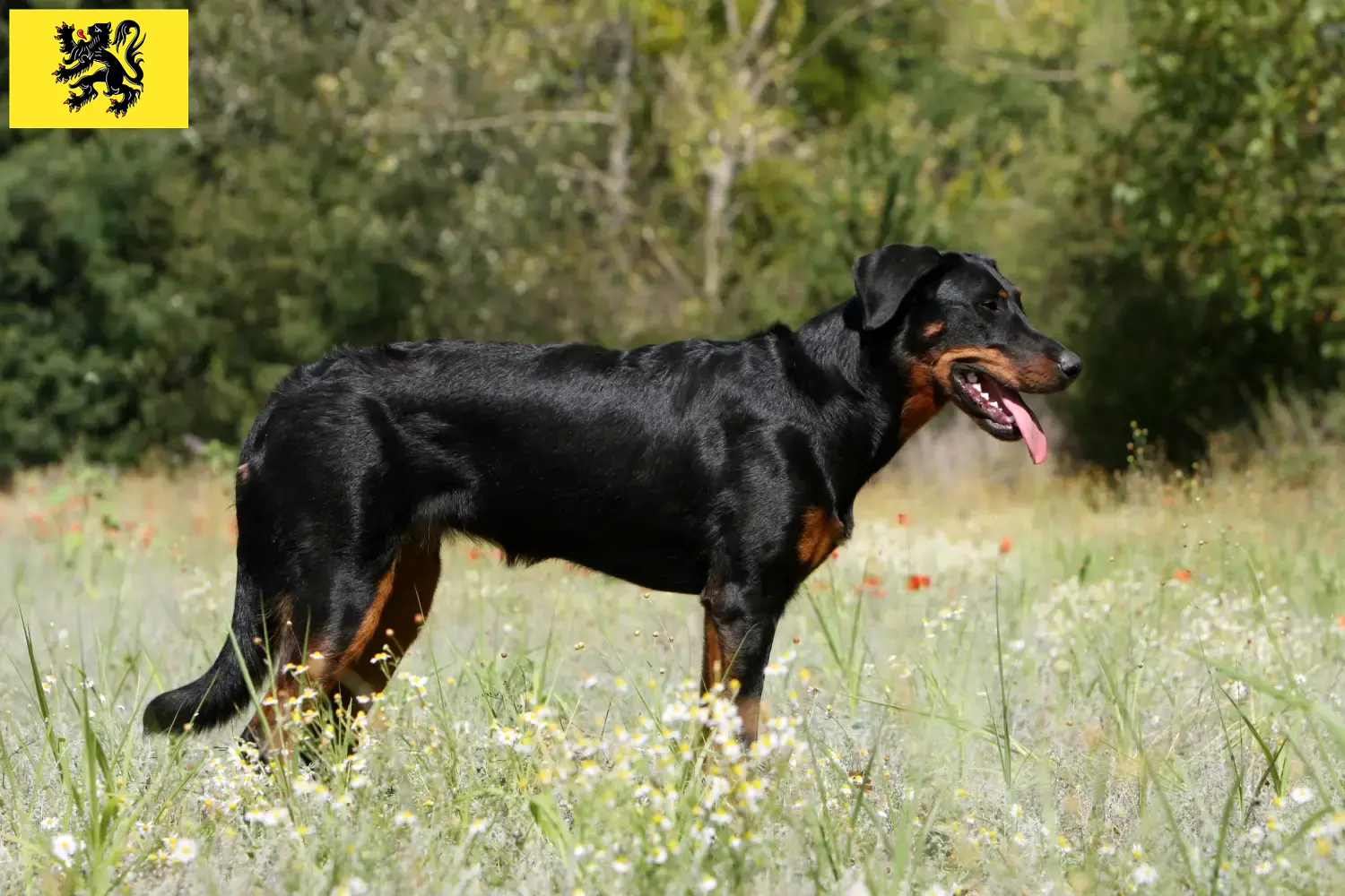 Beauceron Welpen und Züchter Flandern Hier findest Du Beaucerons Züchter in Flandern.