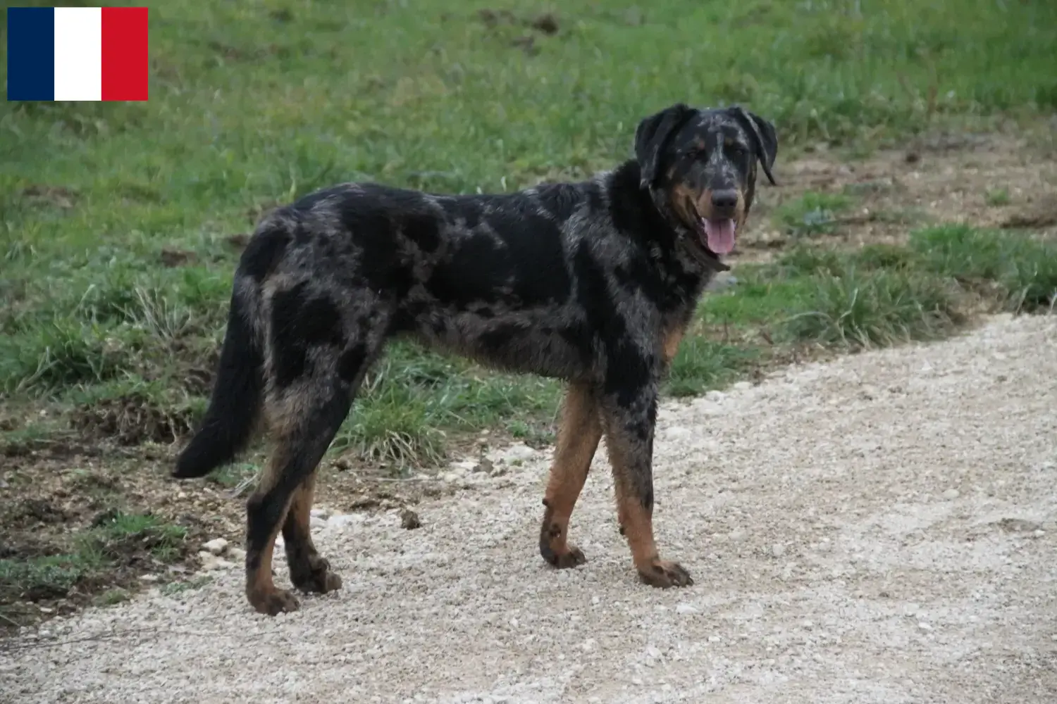 Beauceron Welpen und Züchter Guadeloupe Hier findest Du Beaucerons Züchter in Guadeloupe.