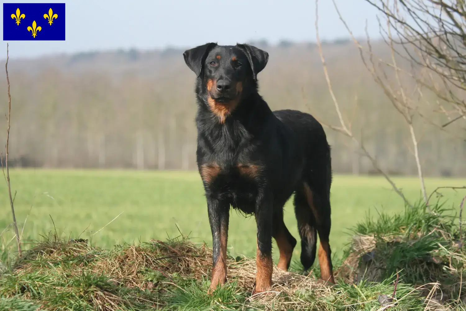 Beauceron Welpen und Züchter Île-de-France Hier findest Du Beaucerons Züchter in Île-de-France.