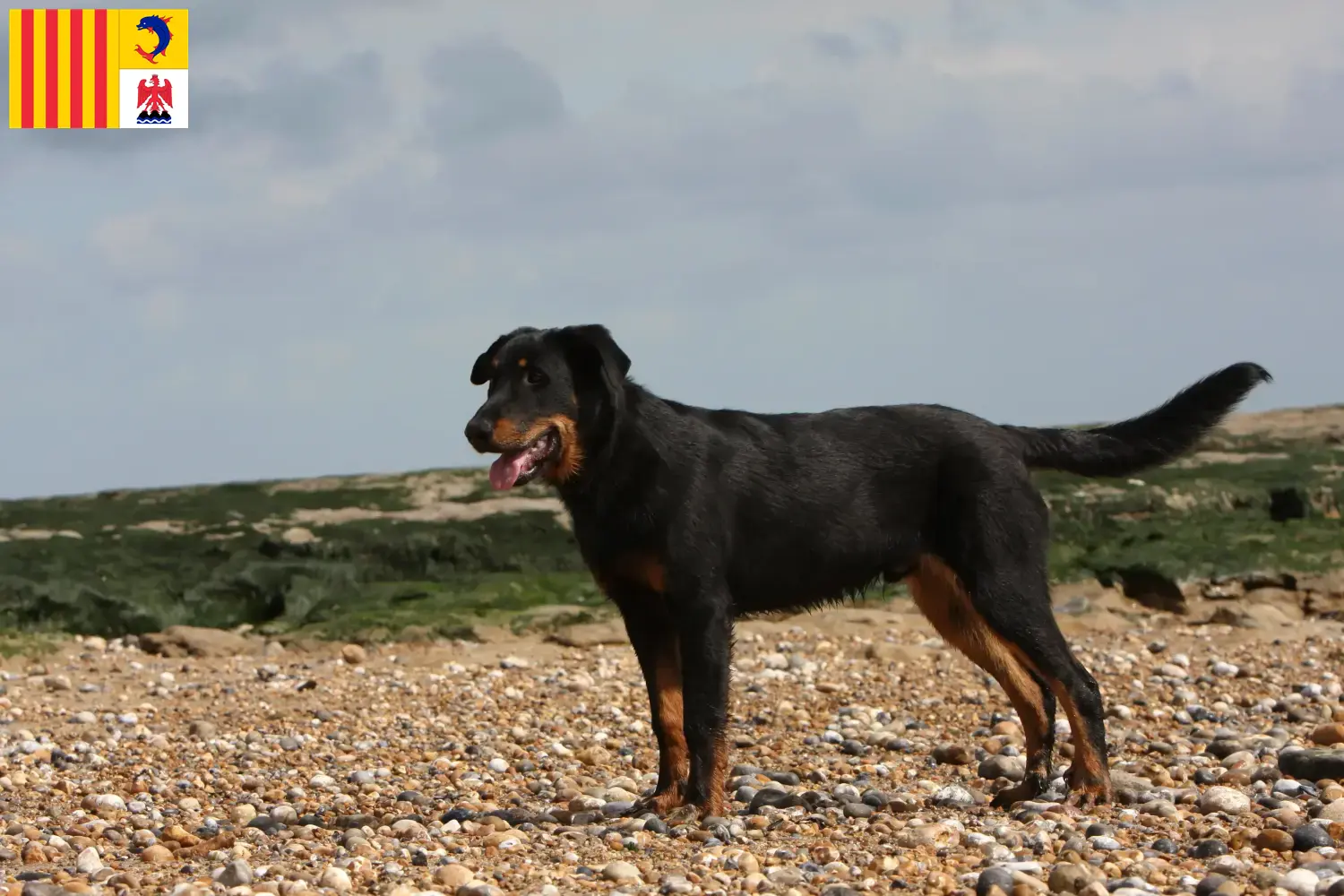 Beauceron Welpen und Züchter Provence-Alpes-Côte d’Azur Hier findest Du Beaucerons Züchter in der Provence-Alpes-Côte d’Azur.