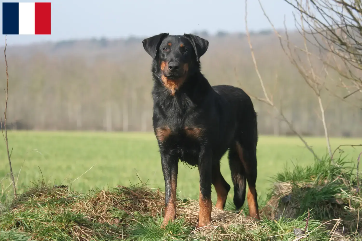 Beauceron Welpen und Züchter Réunion Hier findest Du Beaucerons Züchter auf Réunion.