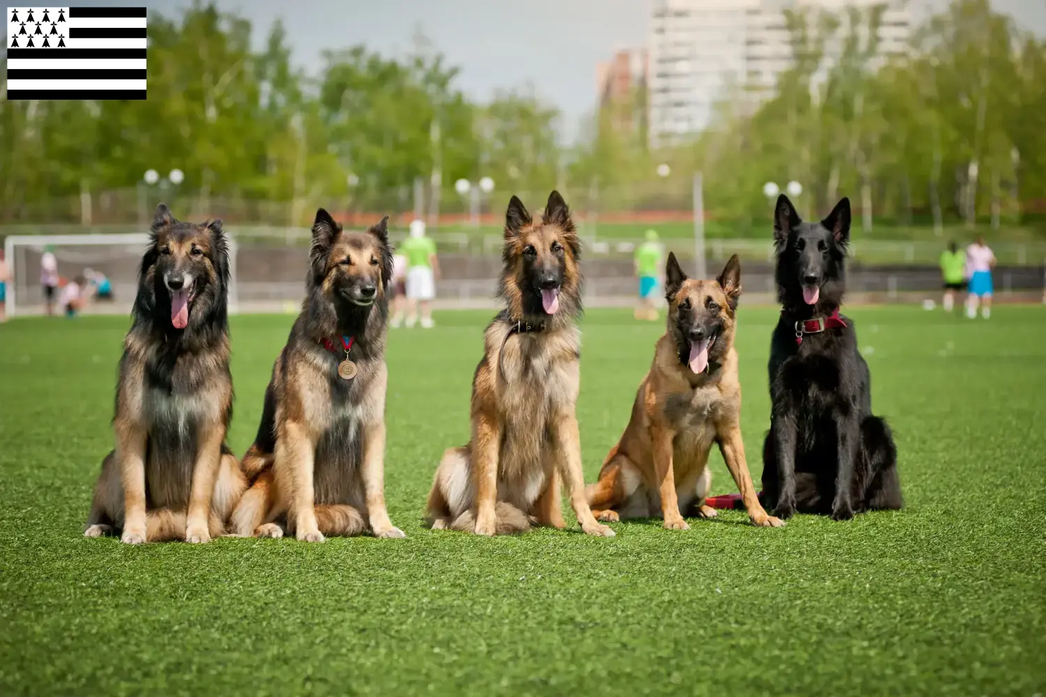 Belgischer Schäferhund Welpen und Züchter Bretagne Hier findest Du Belgische Schäferhunde Züchter in der Bretagne .