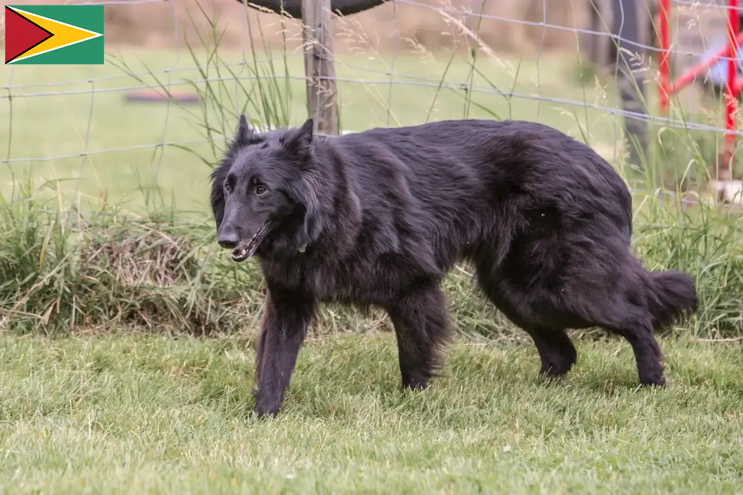 Belgischer Schäferhund Welpen und Züchter Guyana Hier findest Du Belgische Schäferhunde Züchter in Guyana.