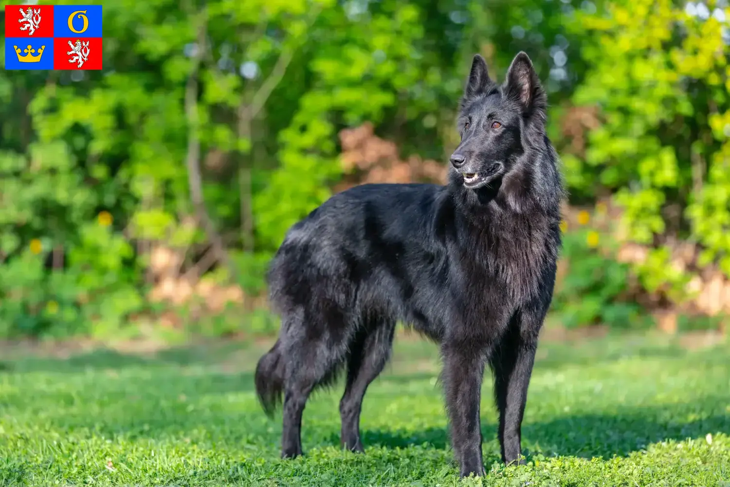 Belgischer Schäferhund Welpen und Züchter Hradec Králové Hier findest Du Belgische Schäferhunde Züchter in Hradec Králové.