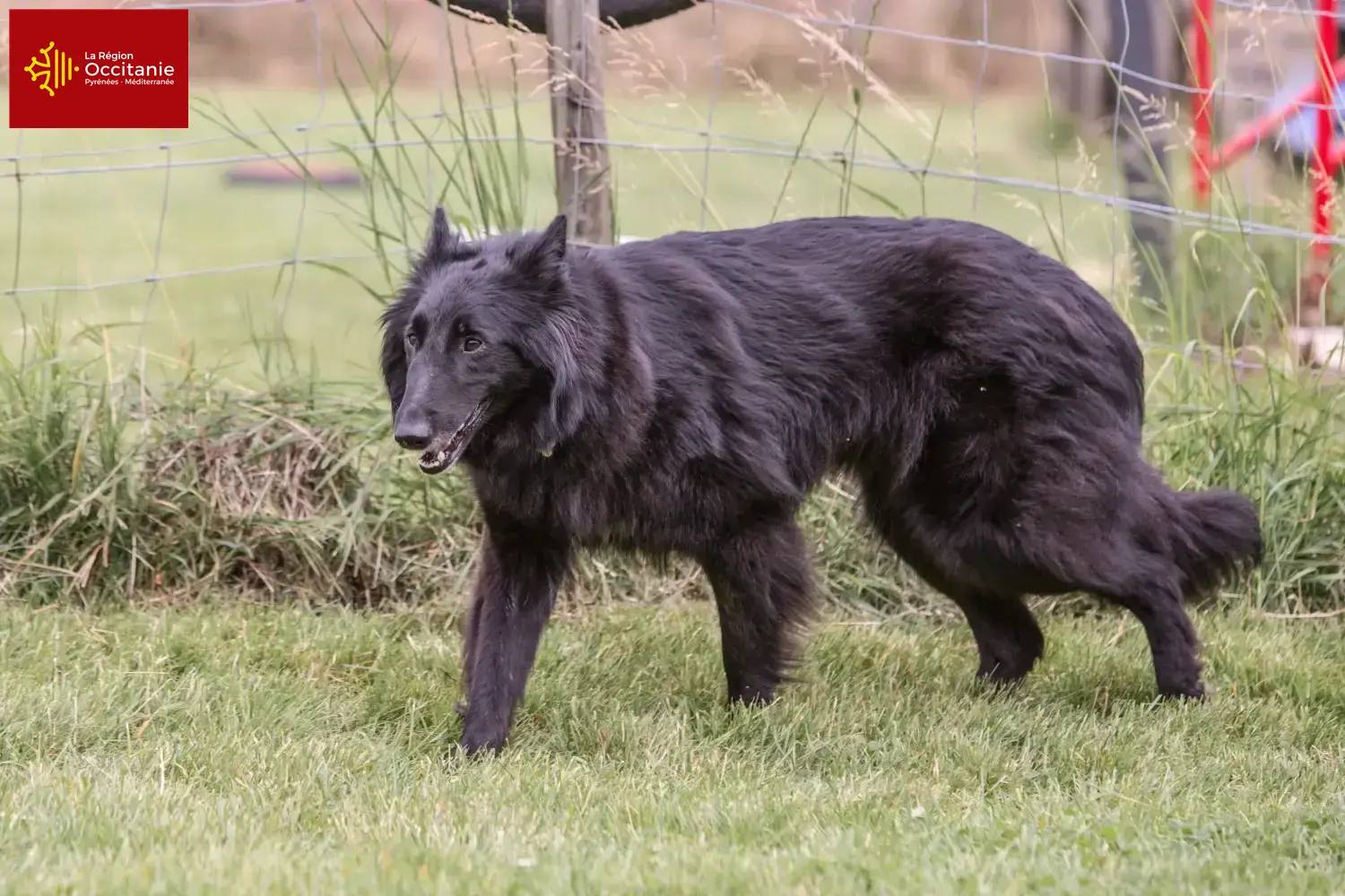 Belgischer Schäferhund Welpen und Züchter Okzitanien Hier findest Du Belgische Schäferhunde Züchter in Okzitanien.