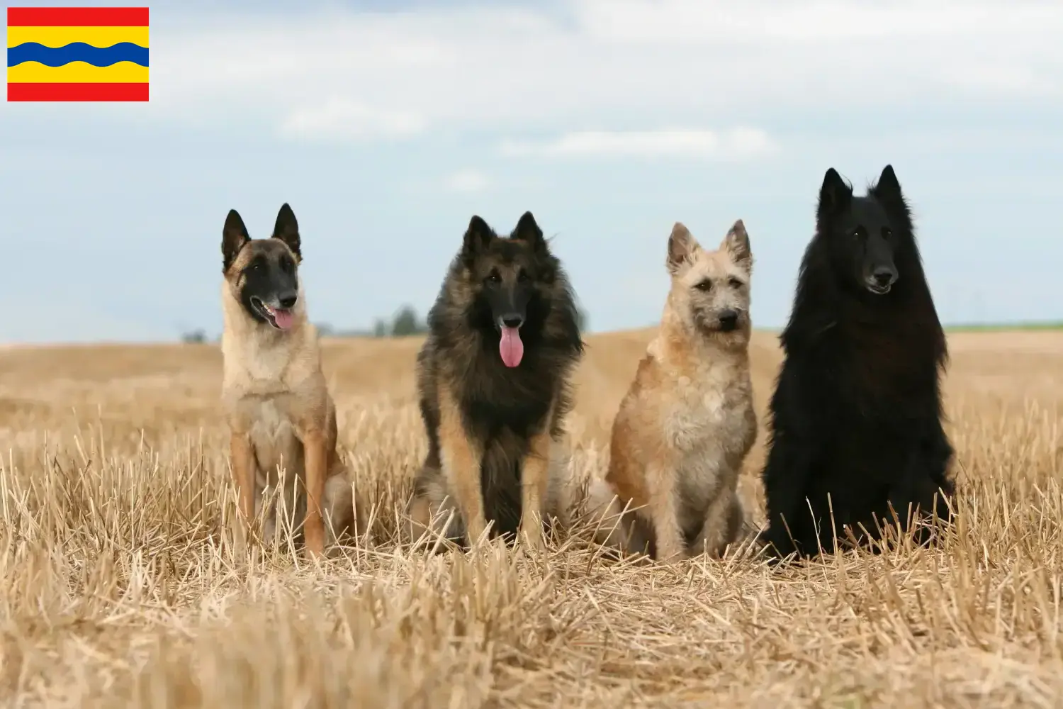 Belgischer Schäferhund Welpen und Züchter Overijssel Hier findest Du Belgische Schäferhunde Züchter in Overijssel.