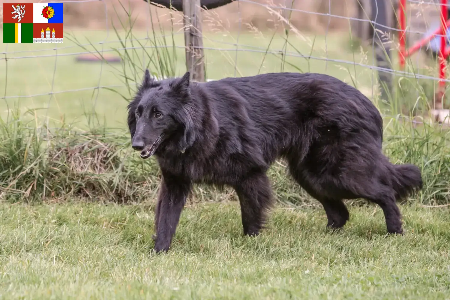 Belgischer Schäferhund Welpen und Züchter Südböhmen Hier findest Du Belgische Schäferhunde Züchter in Südböhmen.