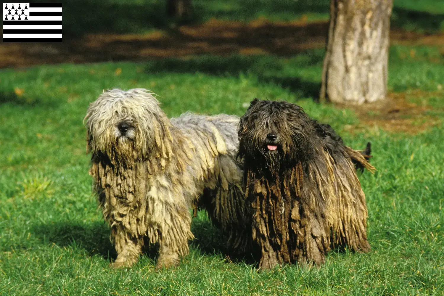 Bergamasker Hirtenhund Welpen und Züchter Bretagne Hier findest Du Bergamasker Hirtenhunde Züchter in der Bretagne .