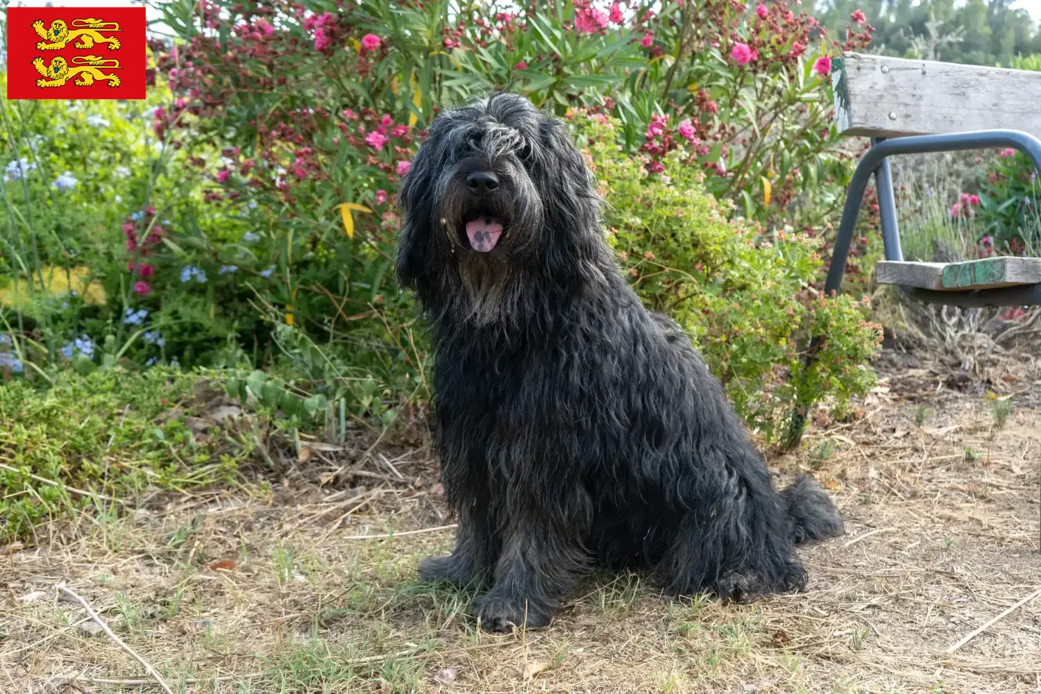 Bergamasker Hirtenhund Welpen und Züchter Normandie Hier findest Du Bergamasker Hirtenhunde Züchter in der Normandie.