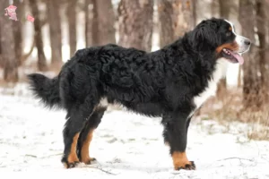 Mehr über den Artikel erfahren Berner Sennenhund Züchter und Welpen in Hovedstaden