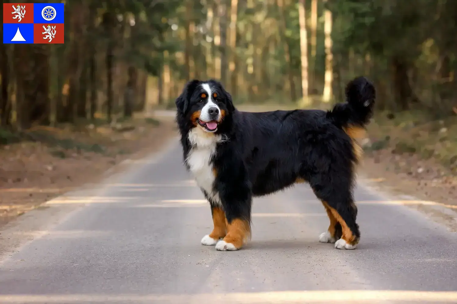 Berner Sennenhund Welpen und Züchter Liberec Hier findest Du Berner Sennenhunde Züchter in Liberec.