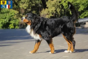Mehr über den Artikel erfahren Berner Sennenhund Züchter und Welpen in Mähren-Schlesien