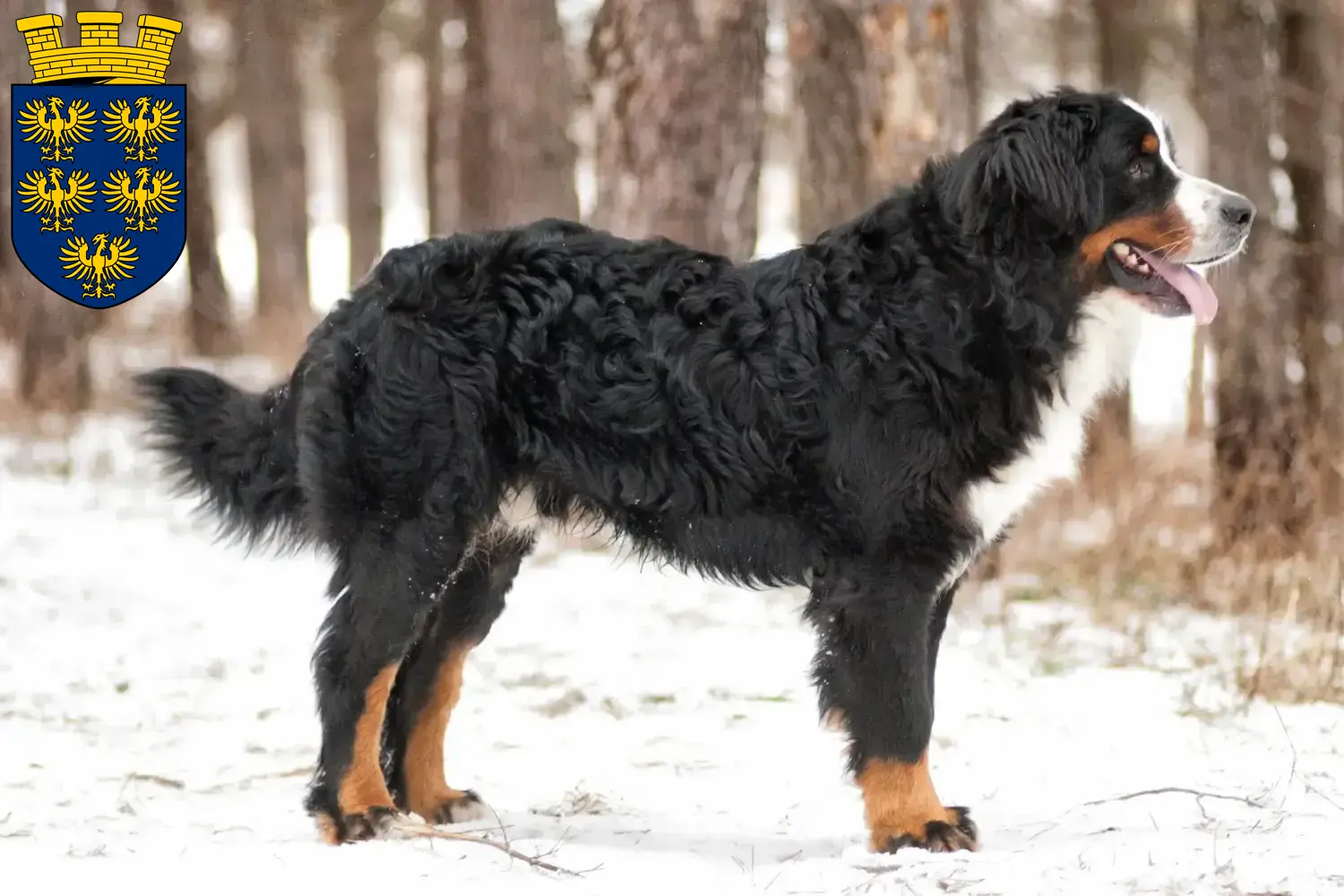 Berner Sennenhund Welpen und Züchter Niederösterreich Hier findest Du Berner Sennenhunde Züchter in Niederösterreich.