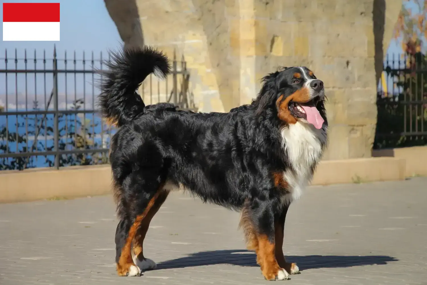 Berner Sennenhund Welpen und Züchter Wien Hier findest Du Berner Sennenhunde Züchter in Wien.