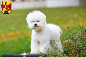 Mehr über den Artikel erfahren Bichon Frisé Züchter und Welpen im Burgenland