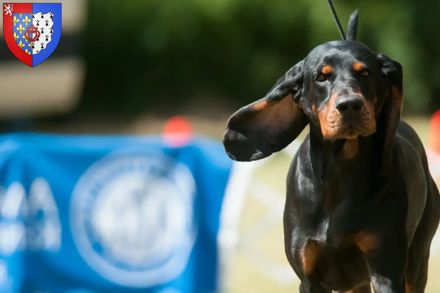 Black and Tan Coonhound Welpen und Züchter Pays de la Loire Hier findest Du Black and Tan Coonhounds Züchter in Pays de la Loire.