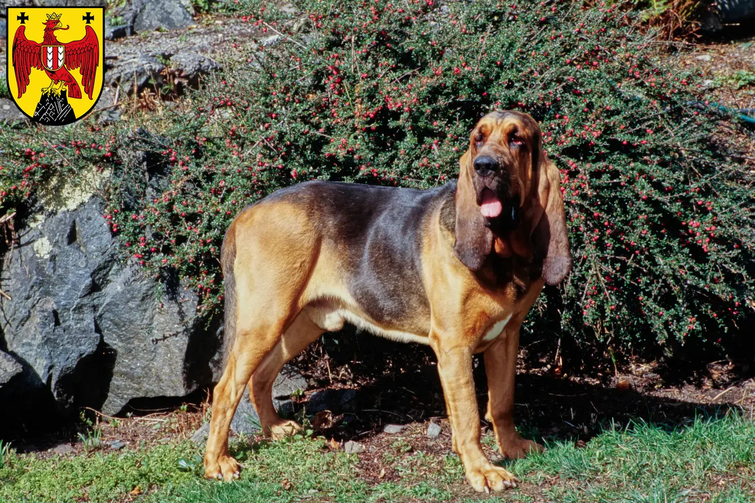 Bloodhound Welpen und Züchter Burgenland Hier findest Du Bloodhounds Züchter im Burgenland.