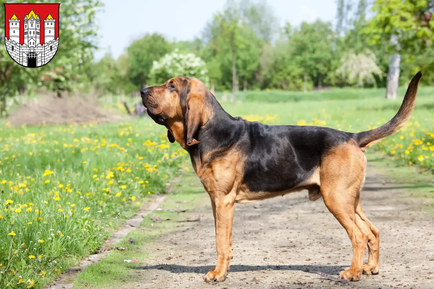 Bloodhound Welpen und Züchter Salzburg Hier findest Du Bloodhounds Züchter in Salzburg.