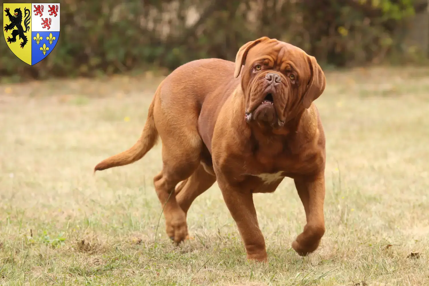 Bordeauxdogge Welpen und Züchter Hauts-de-France Hier findest Du Bordeauxdoggen Züchter in Hauts-de-France.