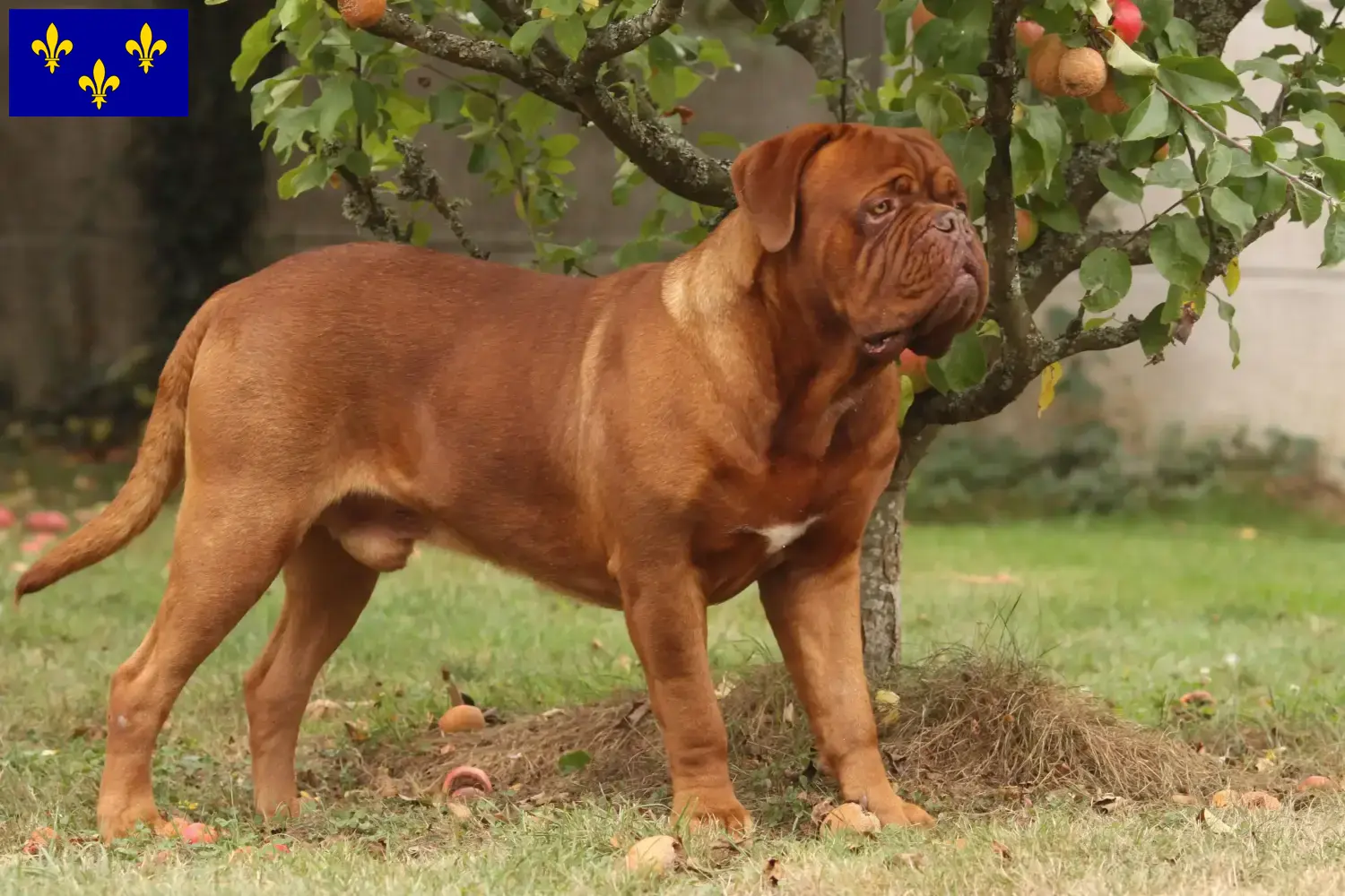 Bordeauxdogge Welpen und Züchter Île-de-France Hier findest Du Bordeauxdoggen Züchter in Île-de-France.