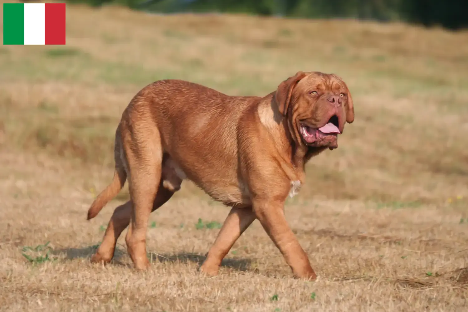 Bordeauxdogge Welpen und Züchter Italien Hier findest Du Bordeauxdoggen Züchter in Italien.