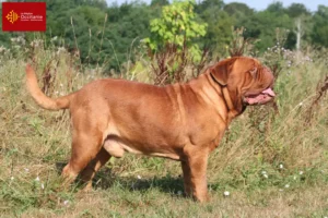 Mehr über den Artikel erfahren Bordeauxdogge Züchter und Welpen in Okzitanien