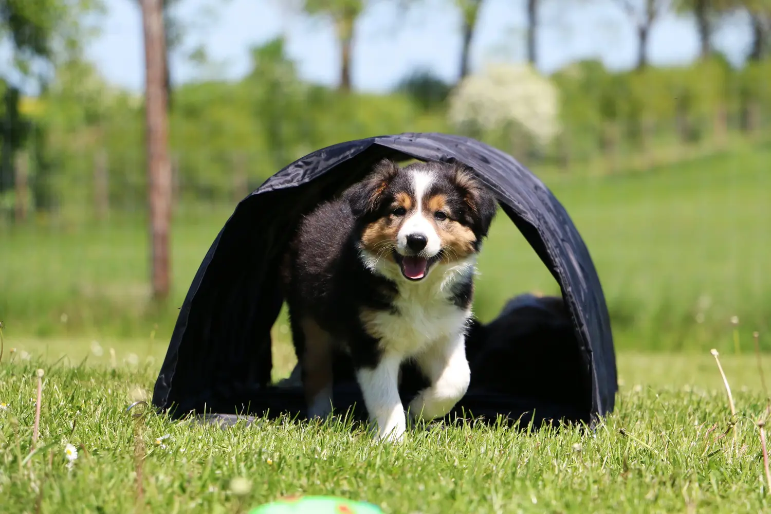 Einen Border Collie Welpen zu kaufen, bedeutet Verantwortung zu übernehmen! Border Collie Welpen kaufen.