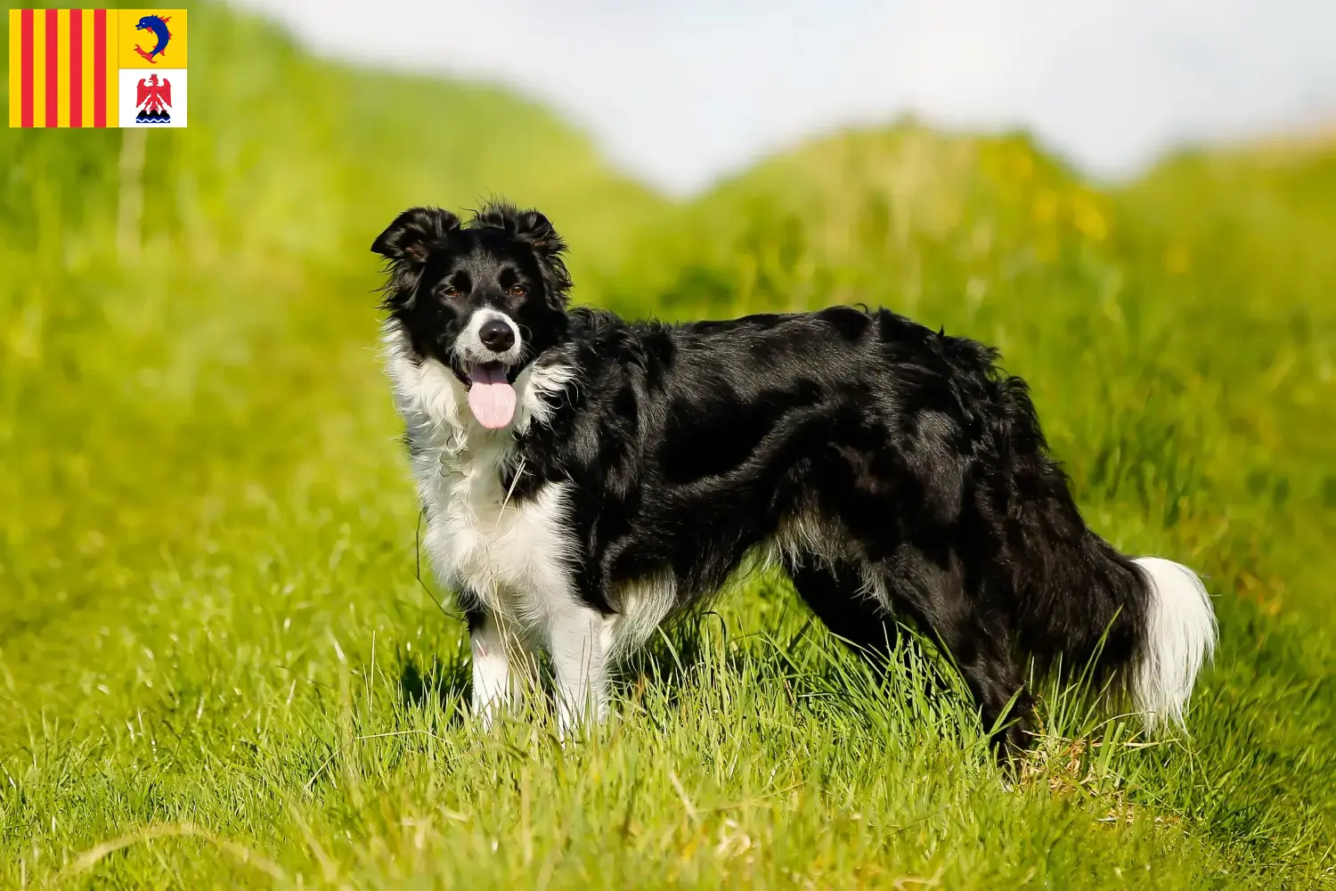 Border Collie Welpen und Züchter Provence-Alpes-Côte d’Azur Hier findest Du Border Collies Züchter in der Provence-Alpes-Côte d’Azur.