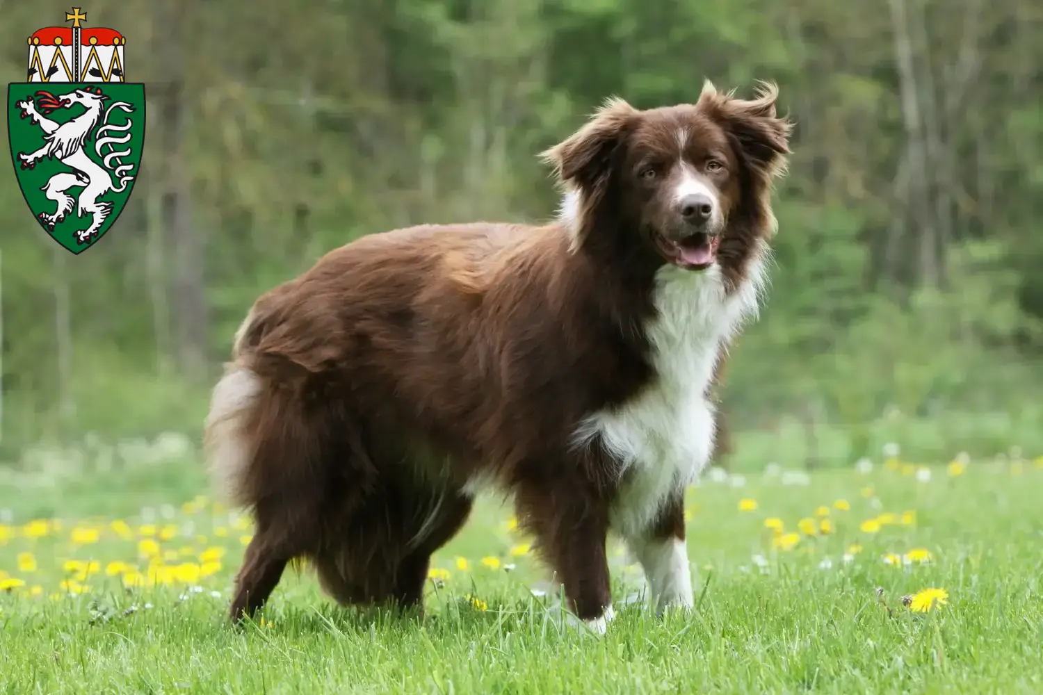Border Collie Welpen und Züchter Steiermark Hier findest Du Border Collies Züchter in der Steiermark.