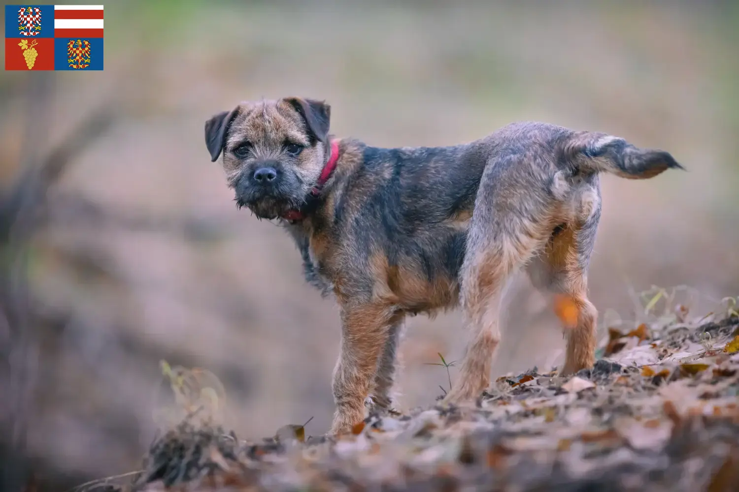 Border Terrier Welpen und Züchter Südmähren Hier findest Du Border Terrier Züchter in Südmähren.