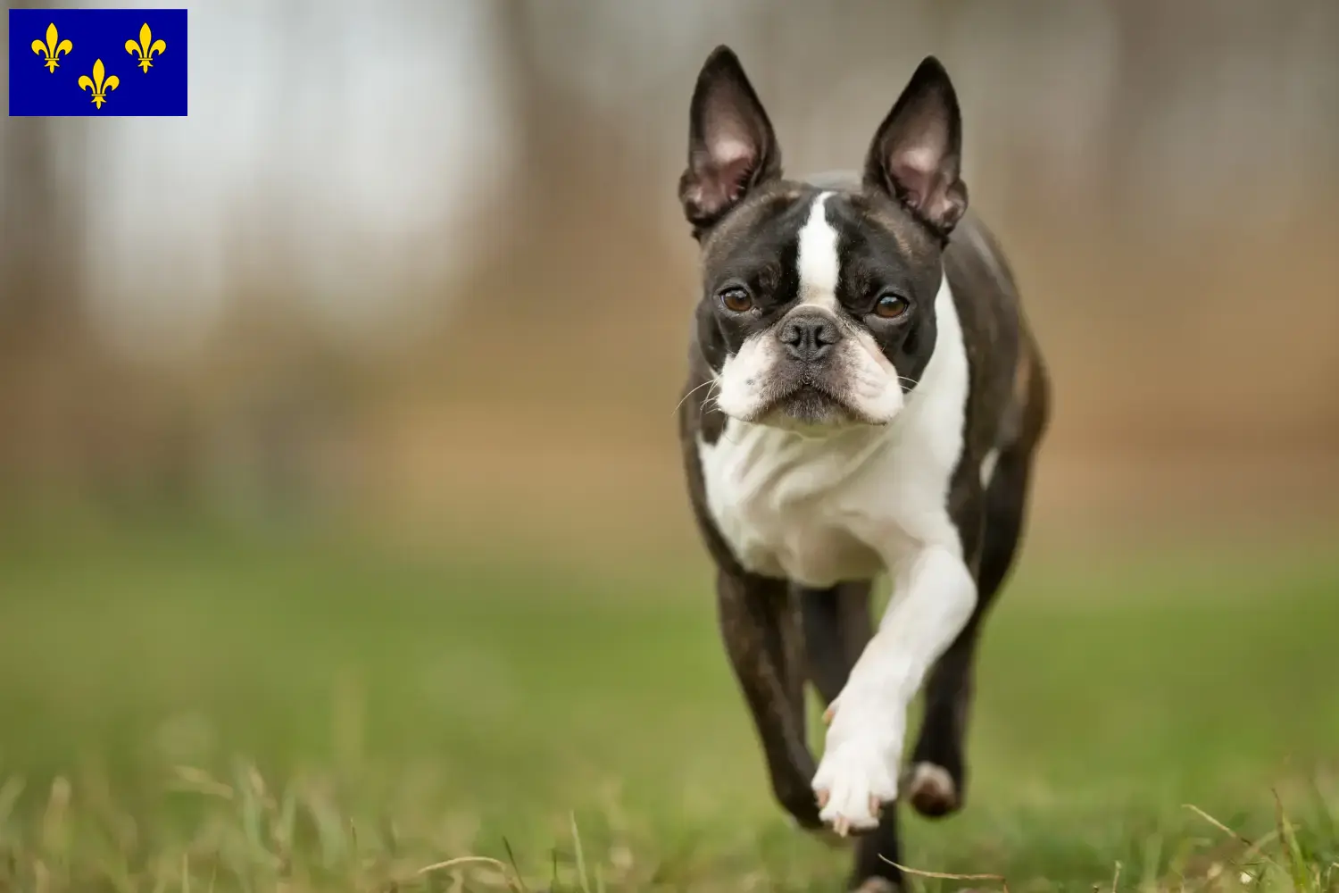 Boston Terrier Welpen und Züchter Île-de-France Hier findest Du Boston Terrier Züchter in Île-de-France.