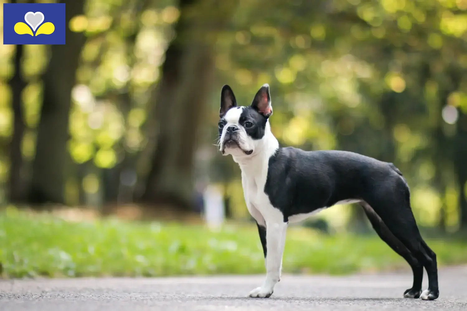 Boston Terrier Welpen und Züchter Region Brüssel-Hauptstadt Hier findest Du Boston Terrier Züchter in Region Brüssel-Hauptstadt.