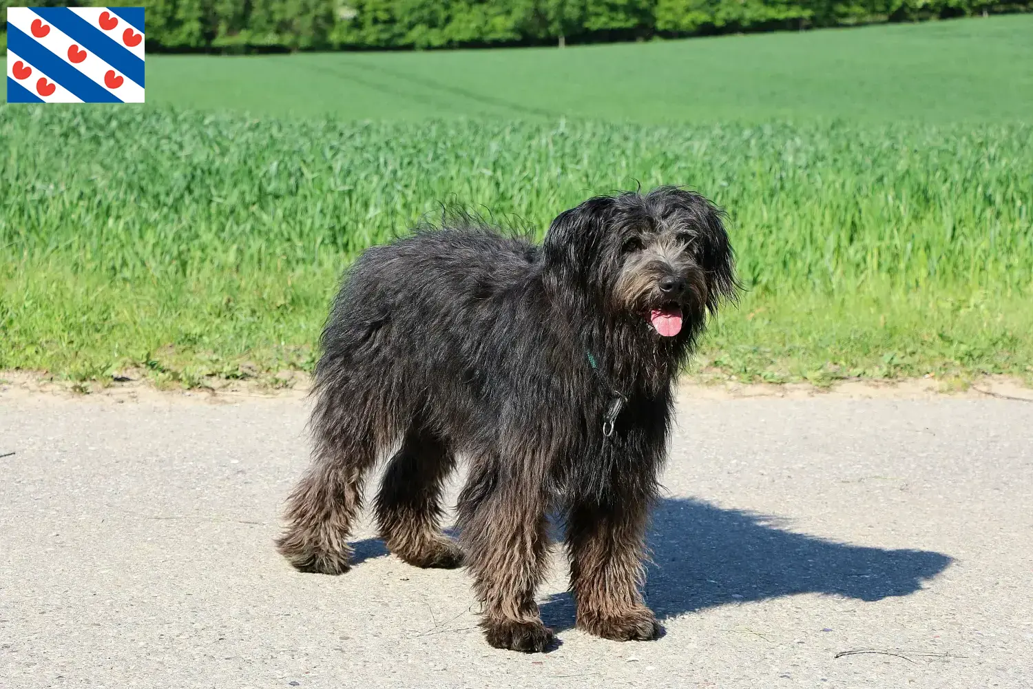 Bouvier des Flandres Welpen und Züchter Friesland Hier findest Du Bouvier des Flandres Züchter in Friesland.