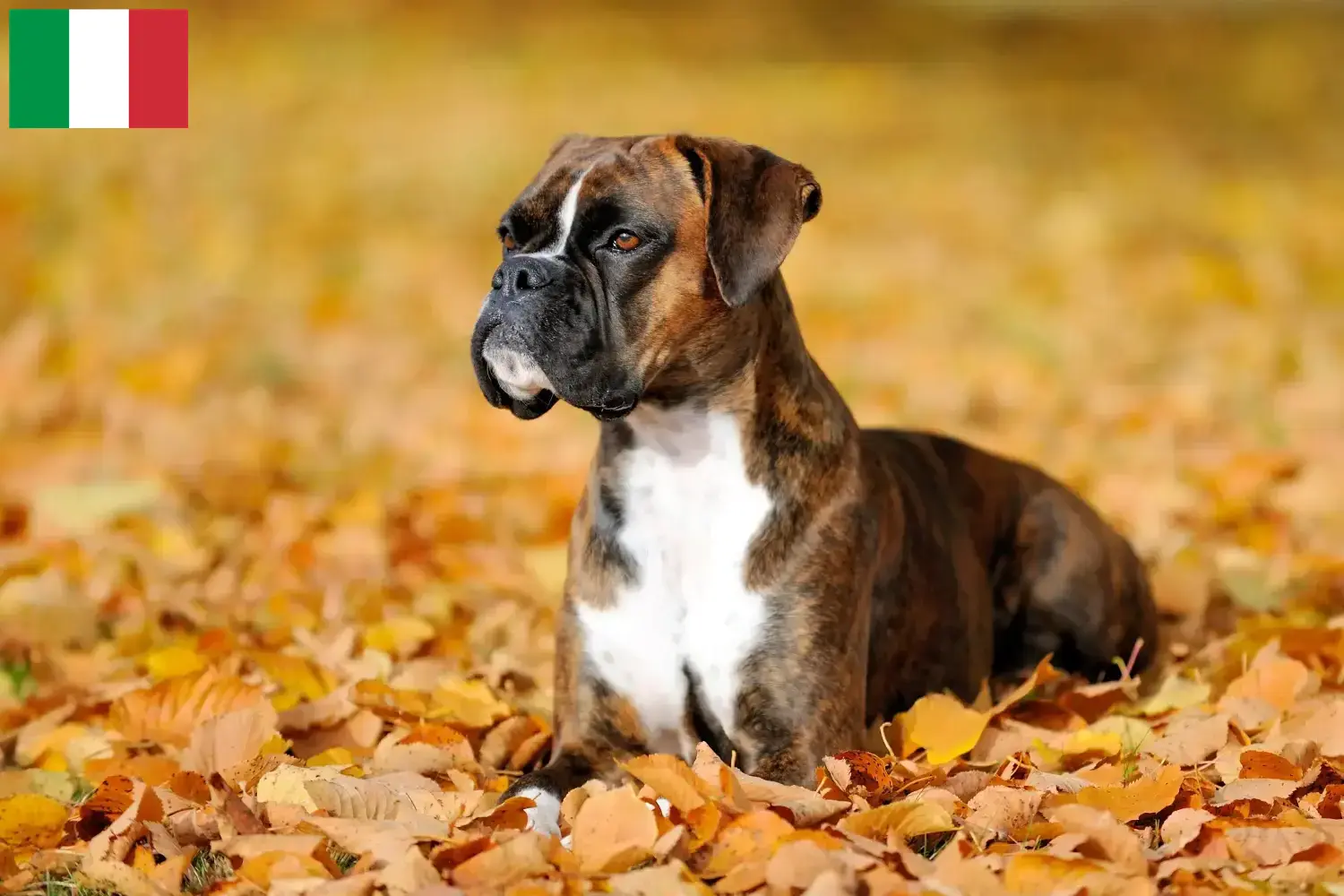 Boxer Welpen und Züchter Italien Hier findest Du Boxer Züchter in Italien.