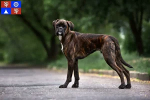 Mehr über den Artikel erfahren Boxer Züchter und Welpen in Liberec