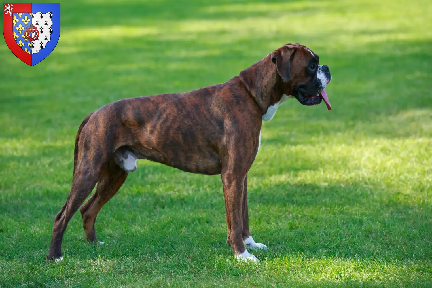 Boxer Welpen und Züchter Pays de la Loire Hier findest Du Boxer Züchter in Pays de la Loire.