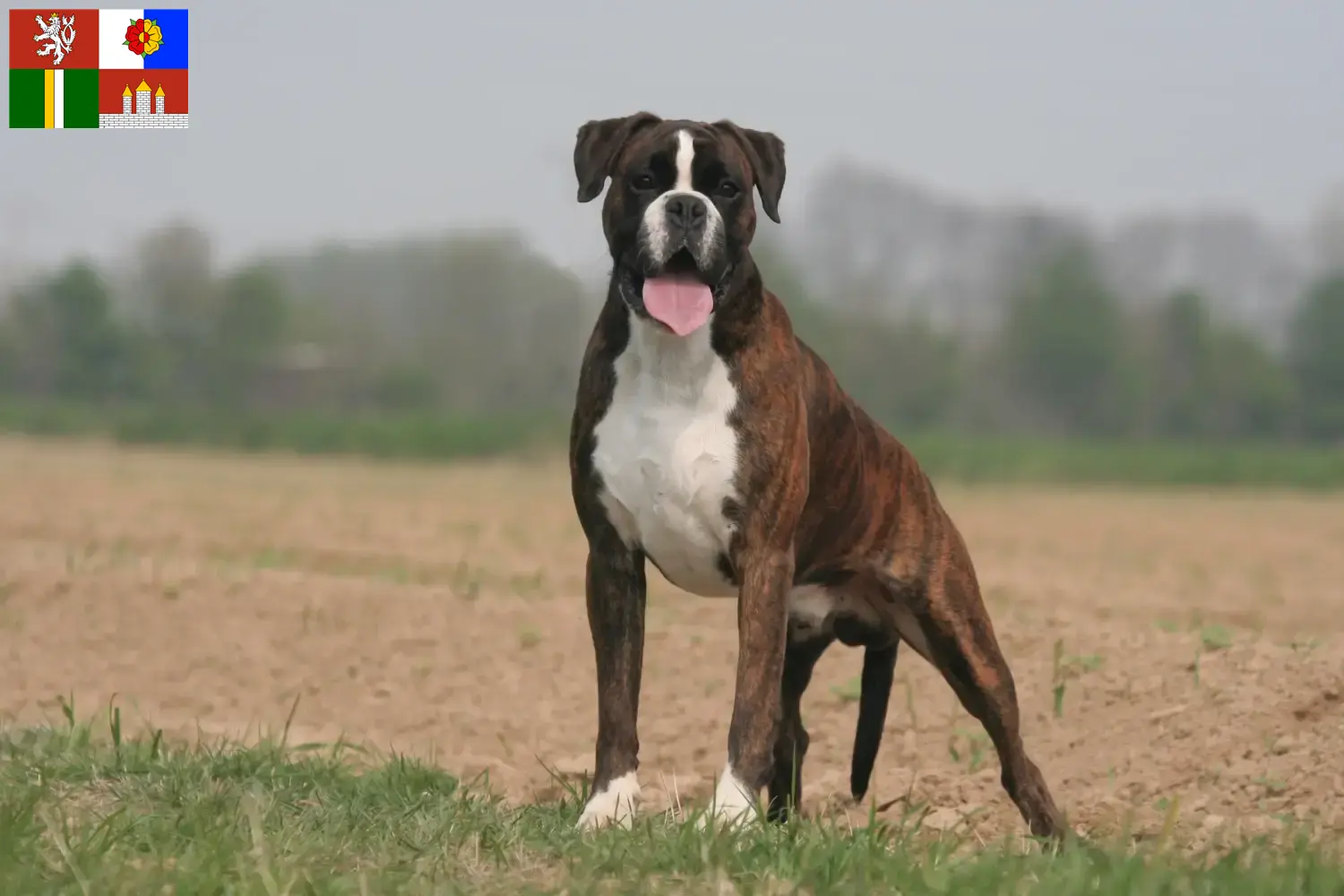 Boxer Welpen und Züchter Südböhmen Hier findest Du Boxer Züchter in Südböhmen.