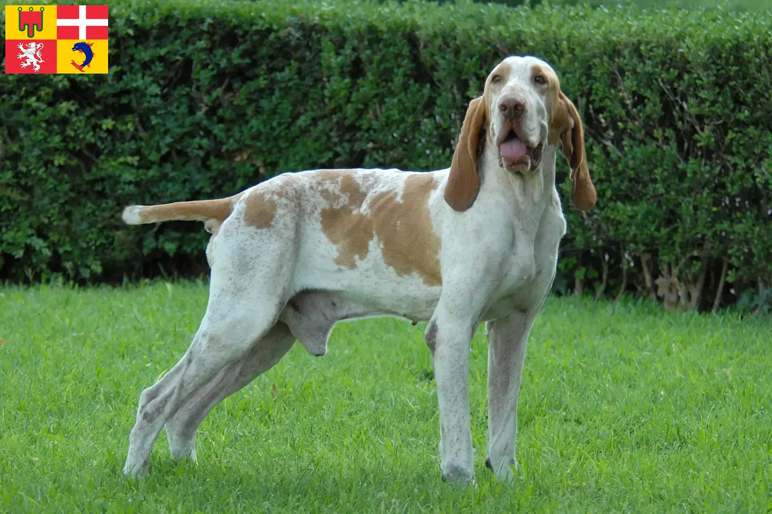 Bracco Italiano Welpen und Züchter Auvergne-Rhône-Alpes Hier findest Du Bracco Italianos Züchter in Auvergne-Rhône-Alpes.