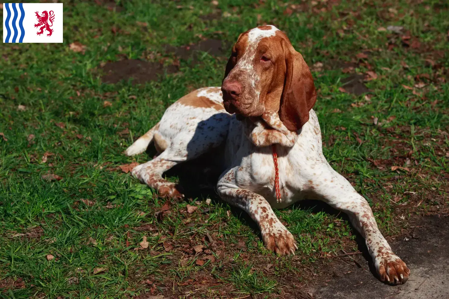Bracco Italiano Welpen und Züchter Nouvelle-Aquitaine Hier findest Du Bracco Italianos Züchter in Nouvelle-Aquitaine.