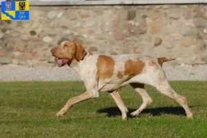 Mehr über den Artikel erfahren Bracco Italiano Züchter und Welpen in Olmütz