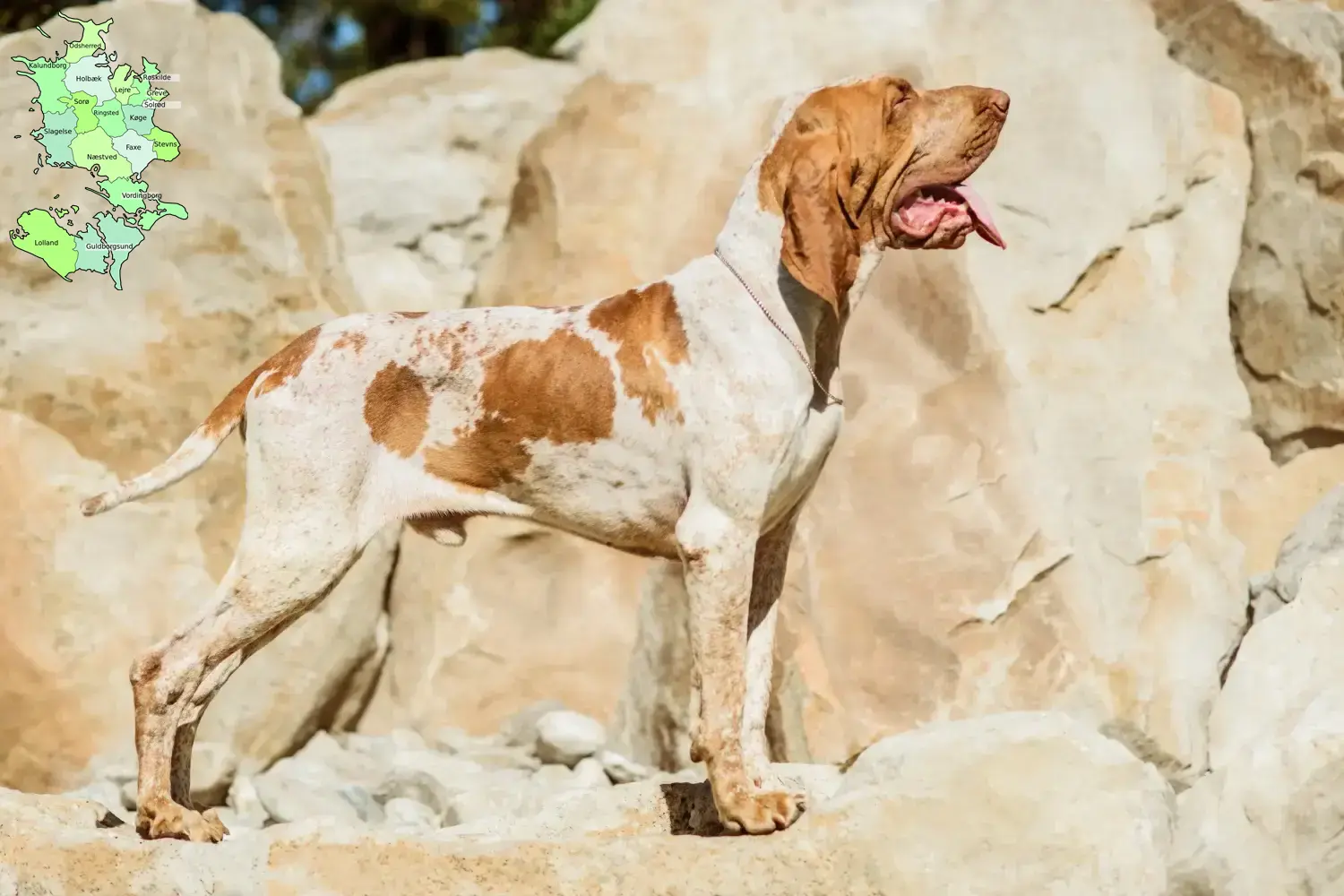Bracco Italiano Welpen und Züchter Sjælland Hier findest Du Bracco Italianos Züchter in Sjælland.