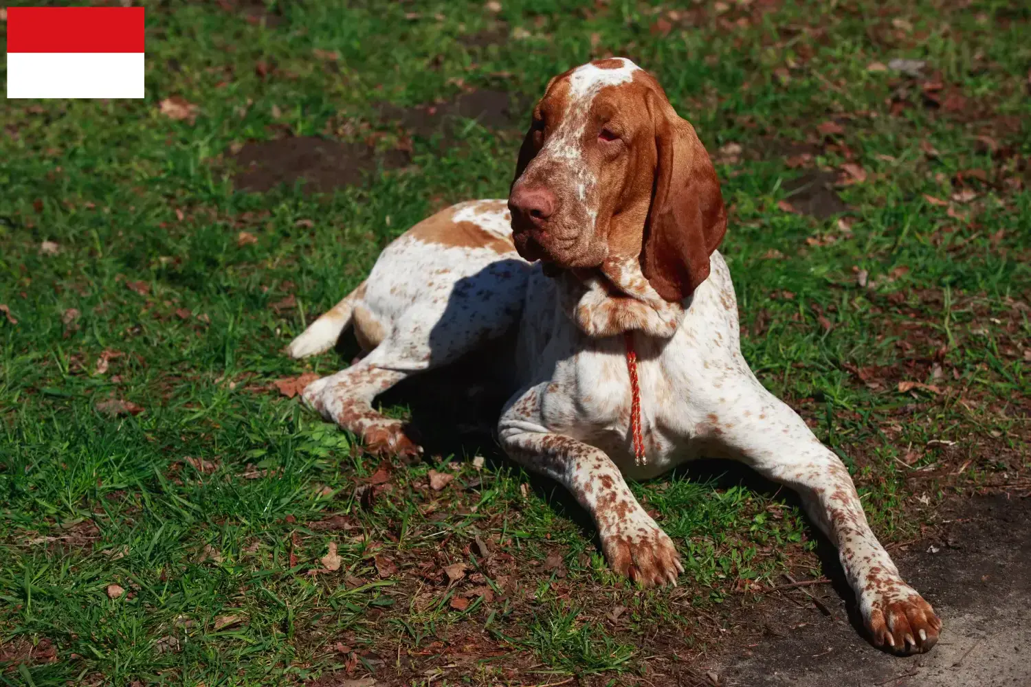 Bracco Italiano Welpen und Züchter Wien Hier findest Du Bracco Italianos Züchter in Wien.