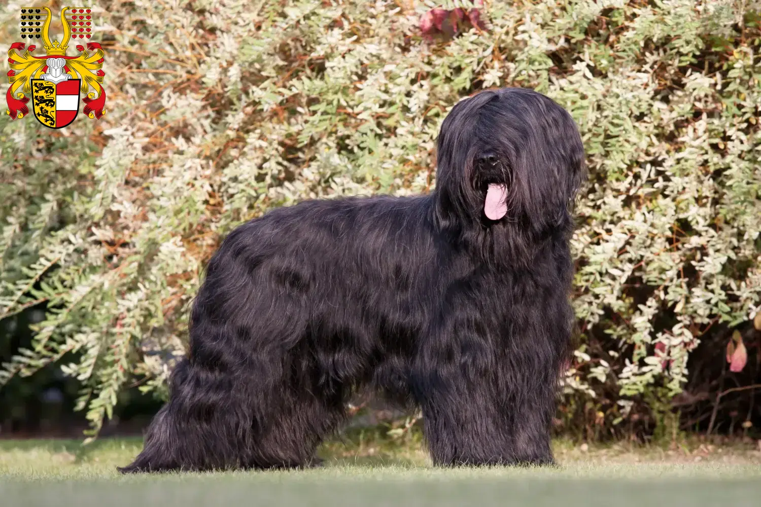 Briard Welpen und Züchter Kärnten Hier findest Du Briards Züchter in Kärnten.