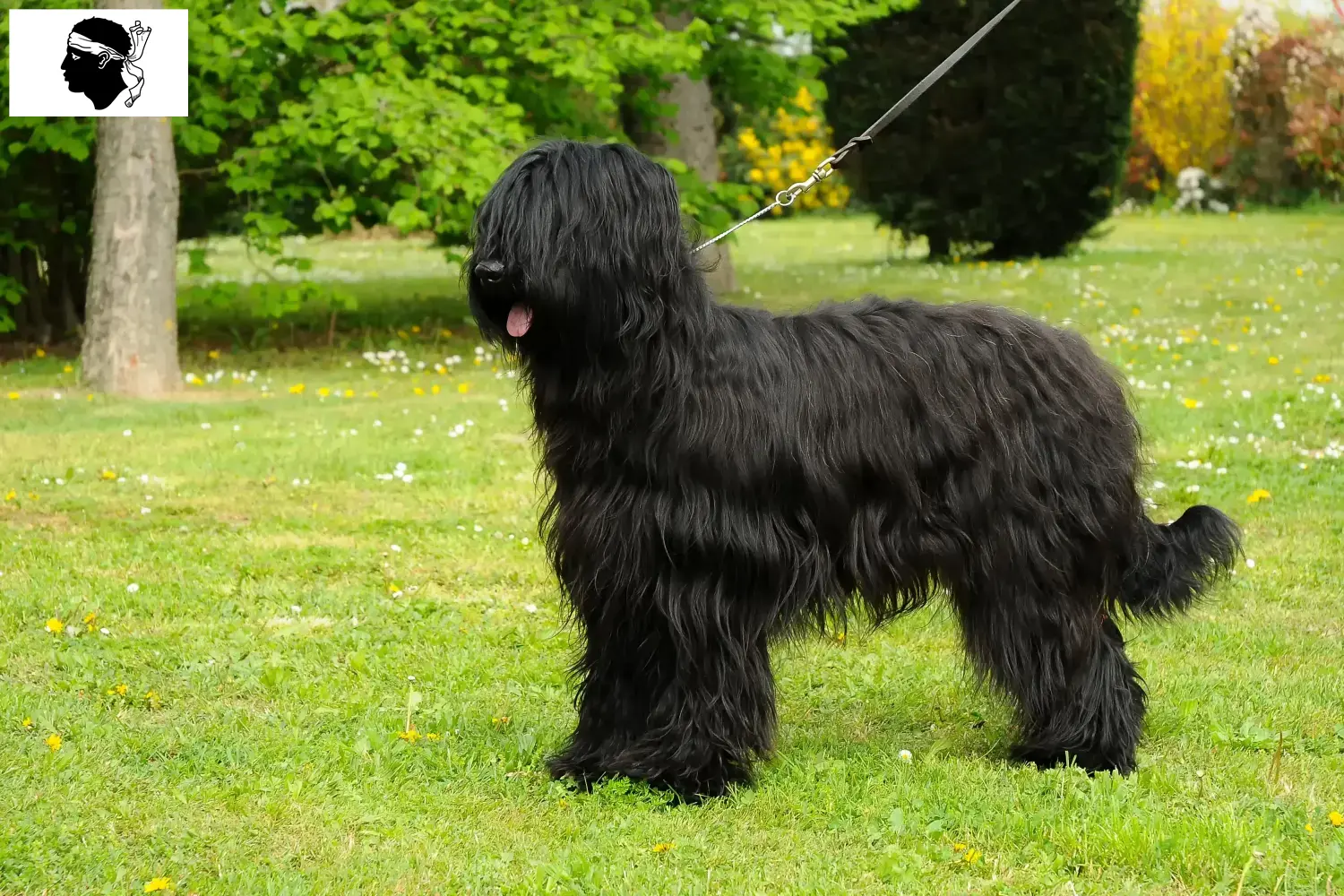 Briard Welpen und Züchter Korsika Hier findest Du Briards Züchter auf Korsika.